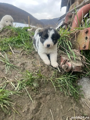 se doneaza 6 catelusi  - imagine 4