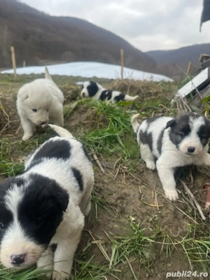 se doneaza 6 catelusi  - imagine 3