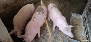 Vand purcei - imagine 3