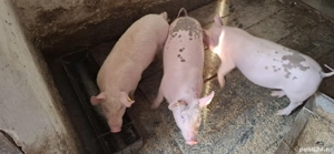 Vand purcei - imagine 5