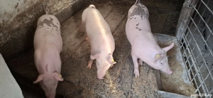 Vand purcei - imagine 4