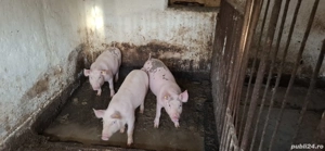 Vand purcei - imagine 2