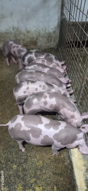 Purcei pietrean belgian  - imagine 2