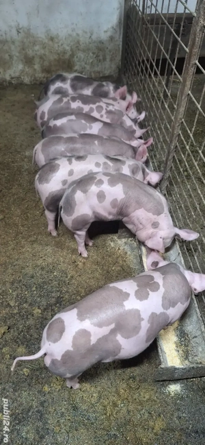 Purcei pietrean belgian 