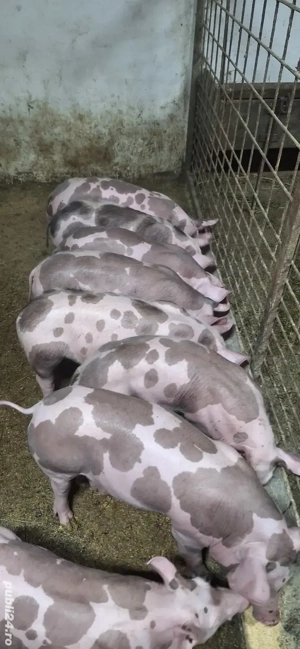 Purcei pietrean belgian  - imagine 3