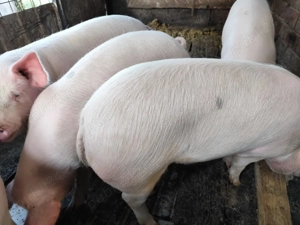 vand porci de carne cu greutatea intre 100-170 kg crescuti natural cu malai