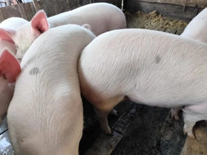 vand porci de carne cu greutatea intre 100-170 kg crescuti natural cu malai - imagine 2