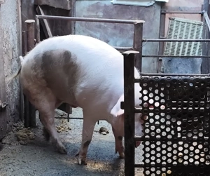 vand porci de carne cu greutatea intre 100-170 kg crescuti natural cu malai - imagine 4