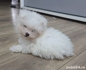 De vanzare: Catel Bichon