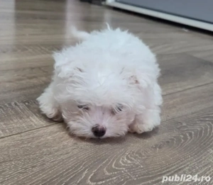 Vând cățelusa Bichon
