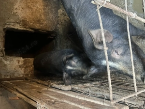 Porci negri in 140 -160 kg