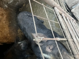 Porci negri in 140 -160 kg - imagine 2