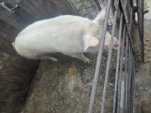 Vand purcea aproximativ 200kg - imagine 2