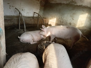 Se vând, rasă  landrace cu pic, greutate 95-120 kg,15 lei  kg. - imagine 2
