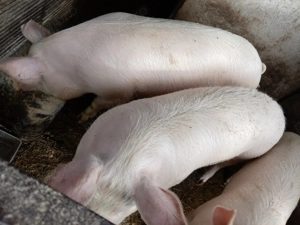 Se vând, rasă  landrace cu pic, greutate 95-120 kg,15 lei  kg.