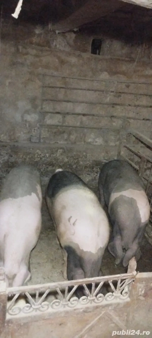 de vânzare  - imagine 2