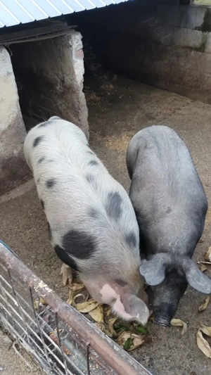 Vand porci 160-200kg