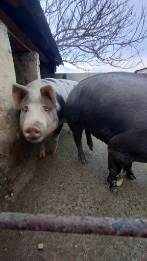 Vand porci 160-200kg - imagine 2