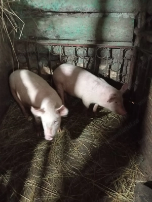 Vand godini de 3 luni  - imagine 2