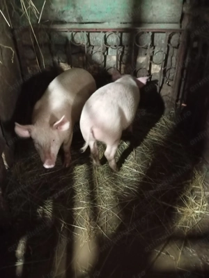 Vand godini de 3 luni 