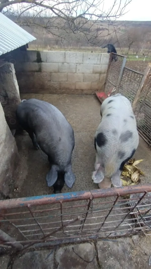 Vand porci 160-200kg - imagine 3