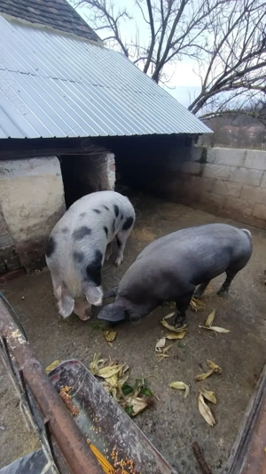 Vand porci 160-200kg - imagine 4