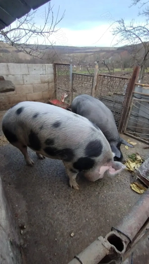 Vand porci 160-200kg - imagine 5