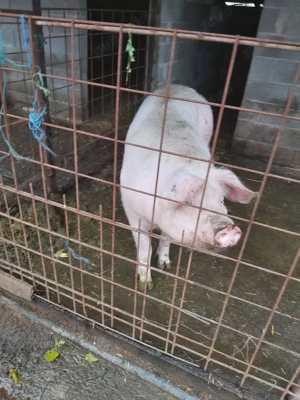 Porc mare 17 lei kg - imagine 2