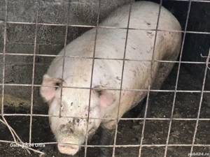 Porc de carne cu foarte putina grasime - imagine 4