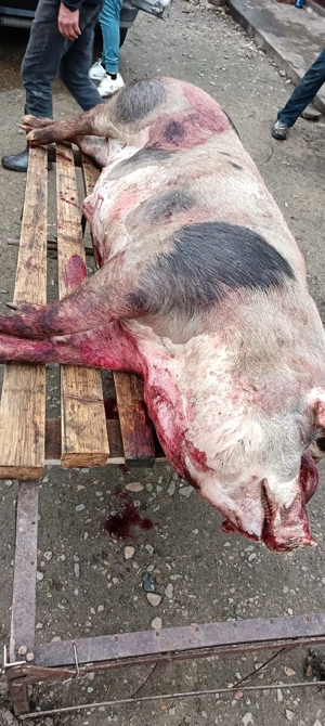 Vând porci pentru Crăciun carcasă sau întreg sau viu  - imagine 2