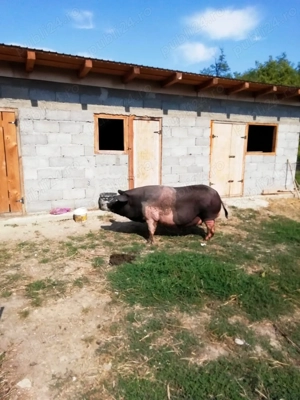 Porci pentru taiet - imagine 2