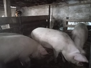 Vand porci 9 bucati - imagine 4