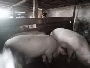 Vand porci 9 bucati - imagine 3