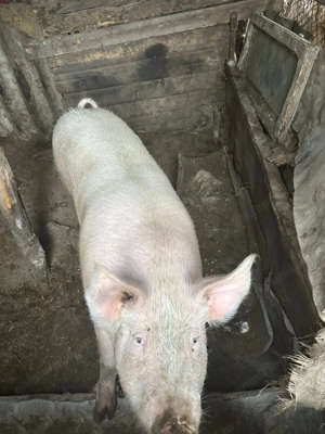 Porci de vanzare - imagine 2