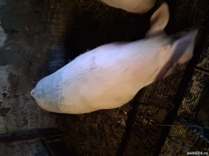  vand sau scimb atv sau iapa   - imagine 3