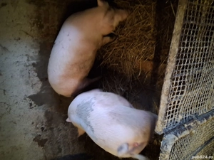  vand sau scimb atv sau iapa   - imagine 2