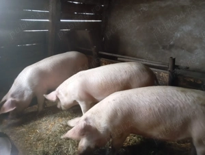 Vand porci 9 bucati - imagine 2