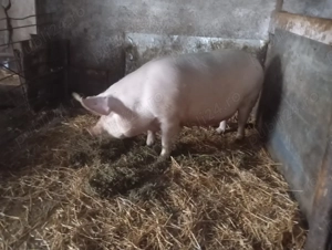 Vand porci 9 bucati - imagine 5