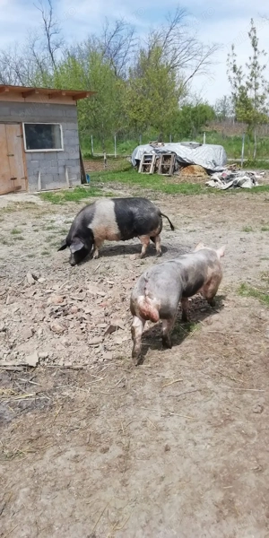 Porci pentru taiet - imagine 3