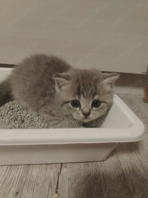 Vand pisicute british - imagine 2