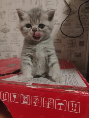 Vand pisicute british - imagine 4