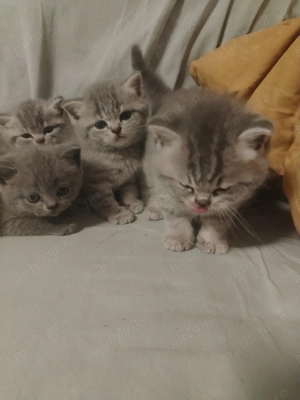 Vand pisicute british - imagine 3