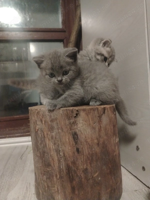 Vand pisicute british - imagine 5