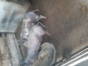 Vind joldani 40kg - imagine 2