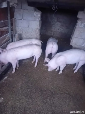 purcei de vânzare  intre 50 60 kg