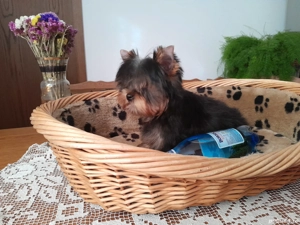 Yorkshire terrier