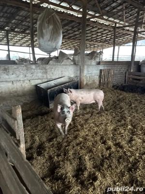 porci intre 140-160 kg  - imagine 4