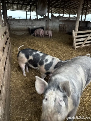 porci intre 140-160 kg  - imagine 3