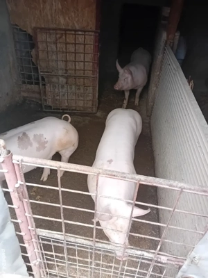 Vand porc  - imagine 2