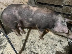 De vânzare carcasă de porc  - imagine 4